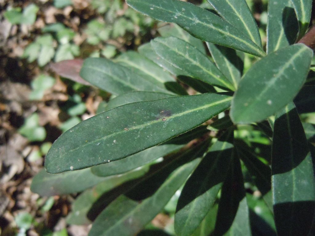 Euphorbia amygdaloides L.